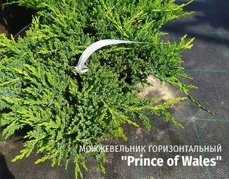 Prince of Wales